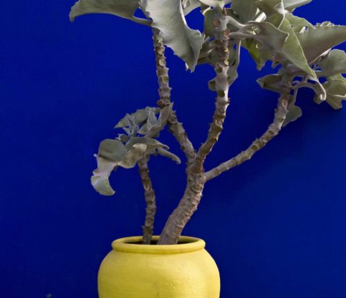 Marrakech jardin majorelle Fontaine Bleue - Blue Garden